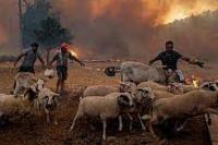 Korban Kebakaran Hutan Turki Akan Diberikan Rumah Baru