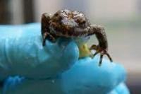 Kebun Binatang Oakland Lepaskan Katak untuk Selamatkan Taman Nasional 