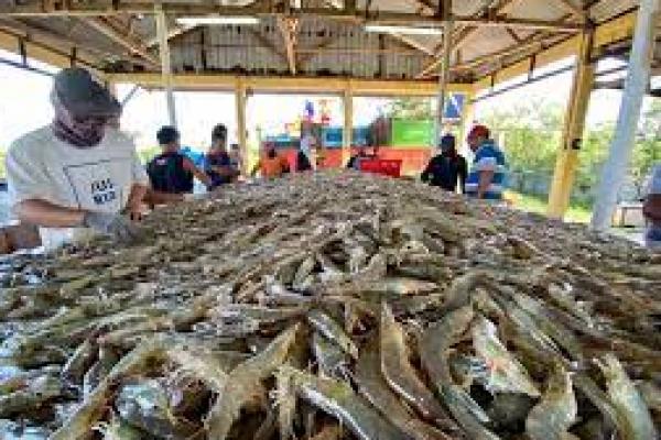 Indonesia  Akan Bangun Shrimp Estate di Kebumen