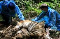 Terkena Jerat, Tiga Harimau Sumatera di Aceh Mati 