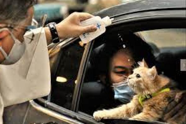 Percikan Air Suci Untuk Hewan Peliharaan Dalam Perayaan Santo Roch di Bolivia 