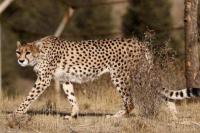 Populasi Cheetah Asia Terancam Punah, Ini Penyebabnya!