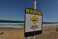 Peselancar Tewas Diserang Hiu di Pantai Timur Australia