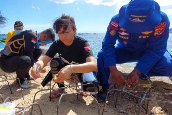 Hancur Dihantam Badai Seroja, Swadaya Transpaltasi 150 Terumbu Karang di Kota Kupang