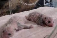 Kebun Binatang Madrid Bertambah Penghuni Dua Bayi Panda Kembar