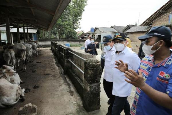 Gus Halim Tinjau Peternakan di Lampung Selatan