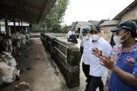 Gus Halim Tinjau Peternakan di Lampung Selatan