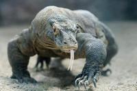 Komodo Dragon Ini Terancam Punah Akibat Perubahan Iklim