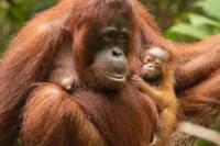 Orangutan Kalimantan Menjalani Swab Test Covid-19