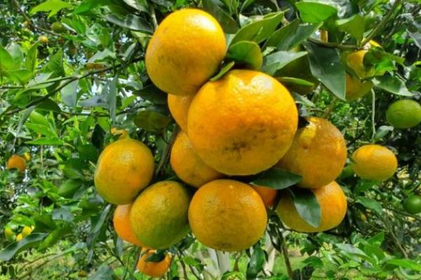 Kementan Tekankan Pentingnya Informasi Iklim Bagi Budidaya Hortikultura