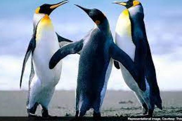 Puluhan Ekor Penguin Mati Diserang Lebah di Afrika Selatan