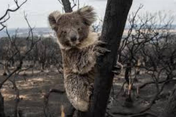 Akibat Kerusakan Alam, 30% Koala di Australia Hilang 