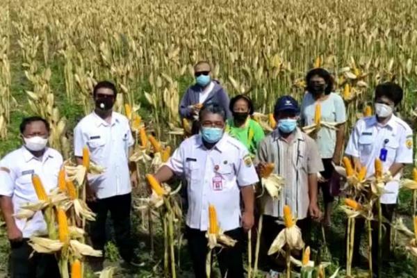 Grobogan Siap Suplai Kebutuhan Jagung Peternak