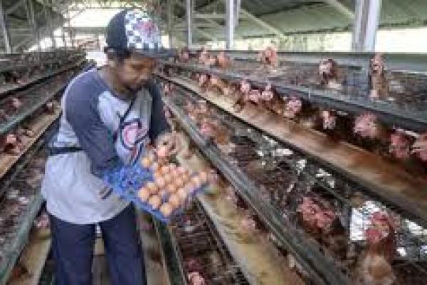 Mendag Akan Serap Telur Untuk Bansos Agar Telur Baik