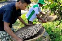 Kementan: Kapulaga Tanaman yang Diam-diam Menghanyutkan