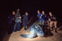 Penyu Terbesar di Dunia Muncul di Pantai Paloh