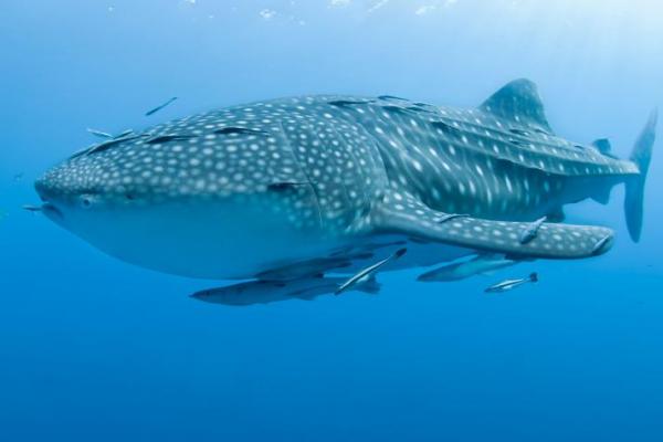 Hiu Paus Muncul di Perairan Kaimana Papua Barat