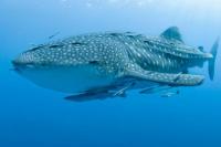 Hiu Paus Muncul di Perairan Kaimana Papua Barat