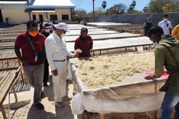  Rumput Laut Tanpa Bahan Kimia dari NTT untuk Dunia