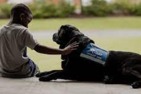 Anjing  yang Tugasnya Menenangkan Anak