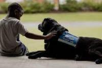 Anjing  yang Tugasnya Menenangkan Anak
