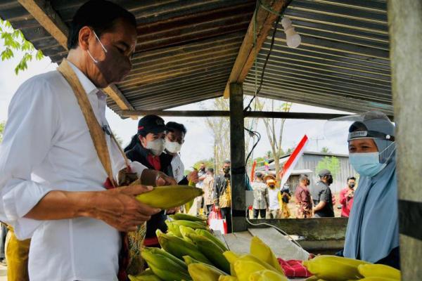 Usai Tinjau Penanaman Jagung, Presiden Jokowi Singgah Nyicip Jagung di Pinggir Jalan 