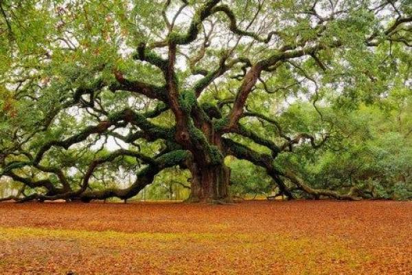 10 Pejuang Lingkungan Ini Terima  Anugerah Kalpataru, Siapa Mereka?