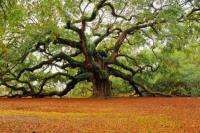 10 Pejuang Lingkungan Ini Terima  Anugerah Kalpataru, Siapa Mereka?