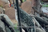 Varian Delta Lebih Mematikan bagi Keluarga Macan?