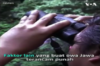 Owa Jawa Terancam Punah Karena Perubahan Iklim dan Aktivitas Manusia