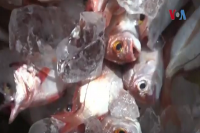 Krisis Kelangkaan Ikan Akibat Penangkapan Berlebihan