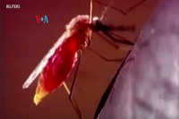 Indonesia Jajaki Kerja Sama Uji Klinis Vaksin Malaria