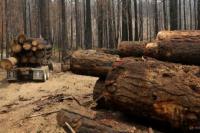 Didukung Dana US$19 Miliar, Lebih dari 100 Pemimpin Dunia Berjanji Akhiri Deforestasi Tahun 2030