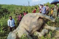Empat Gajah Mati Terbunuh di Bangladesh