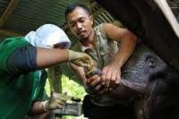 Kena Perangkap Pemburu, Belalai Bayi Gajah di Aceh Diamputasi