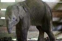 Bayi Gajah Mati Setelah Kehilangan Setengah Belalainya