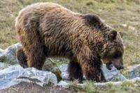 Diserang Beruang, Pria Ini Terpaksa Tembak Mati Beruang Coklat Tersebut