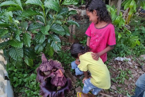 Bunga Bangkai Tumbuh dan Mekar di Halaman Rumah Warga di Kupang