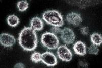 WHO: Pembuktian Omicron Sebabkan Penyakit Lebih Parah akan Makan Waktu Beberapa Minggu