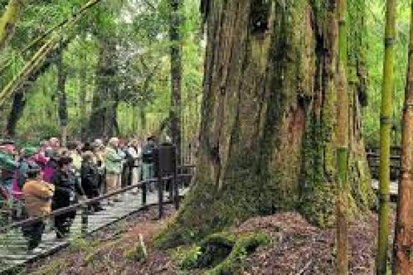 Pohon Usia 2.600 Tahun di Argentina Masih Tumbuh Subur