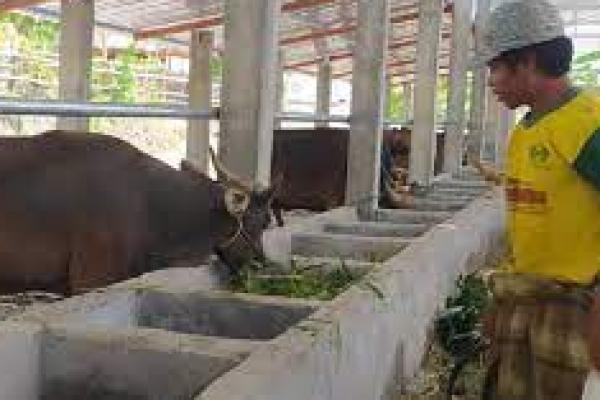 Program 1000 Sapi Kementan RI di Mandalika Tuntas