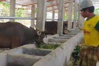 Program 1000 Sapi Kementan RI di Mandalika Tuntas