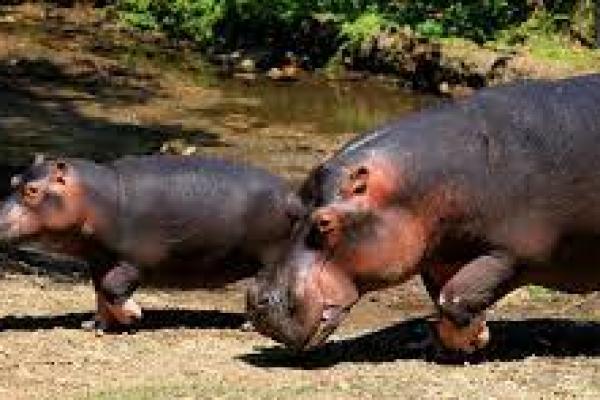 Dua Kuda Nil di Kebun Binatang Belgia Positif Covid-19