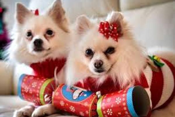 Pecinta Hewan Manjakan Hewan Peliharaan dengan Hadiah Natal