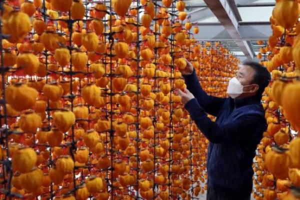 Buah Kesemek Kering, Cemilan Khas Korea yang Sangat Representatif Kaum Bangsawan