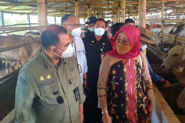 Ajak Peternak Kembangkan Korporasi, Kementan akan Dongkrak Nilai Produksi