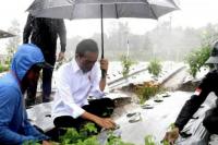  Berpayung Hitam, Jokowi Tanam  Cabai di Bawah Guyuran Hujan