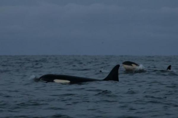 Akibat Pemanasan Global, Paus Orca Mencari Mangsa Jauh ke Utara