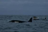 Akibat Pemanasan Global, Paus Orca Mencari Mangsa Jauh ke Utara