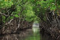 Mangrove, Kesetiaan Sang Penghibur Bumi
